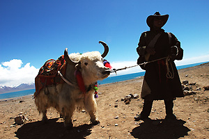 Yak-rijder (Nam-Tso Lake)